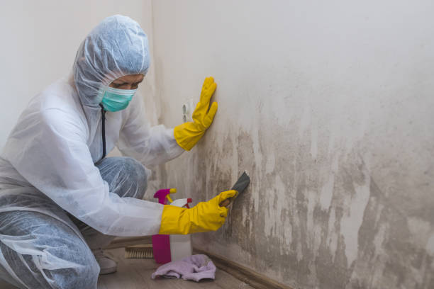 Best Mold Damage Repair  in Troy, MO