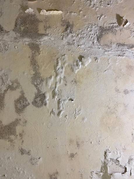 Best Mold Inspection  in Troy, MO