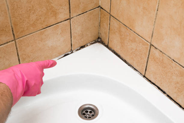 Best Mold Damage Repair  in Troy, MO
